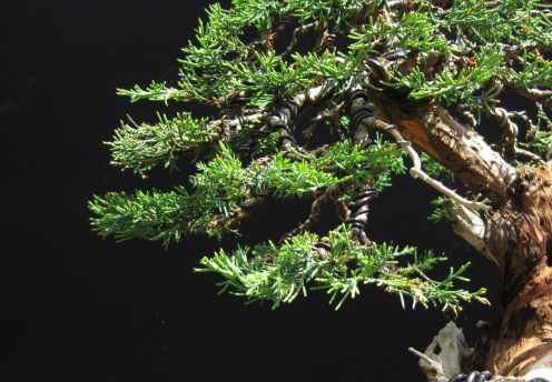 juniper bonsai